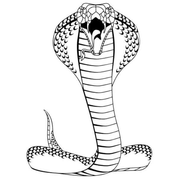 Cách vẽ con rắn đơn giản nhất cho bé [Cách vẽ con rắn hổ mang] - Trường  THCS Quán Toan
