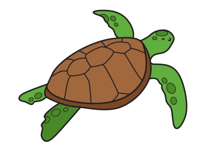 vẽ con cái rùa 10