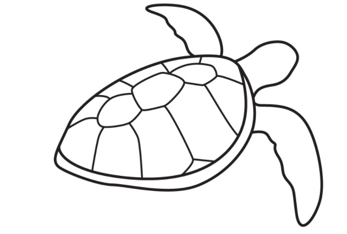 vẽ con rùa 7