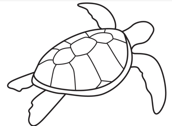 vẽ con rùa 8