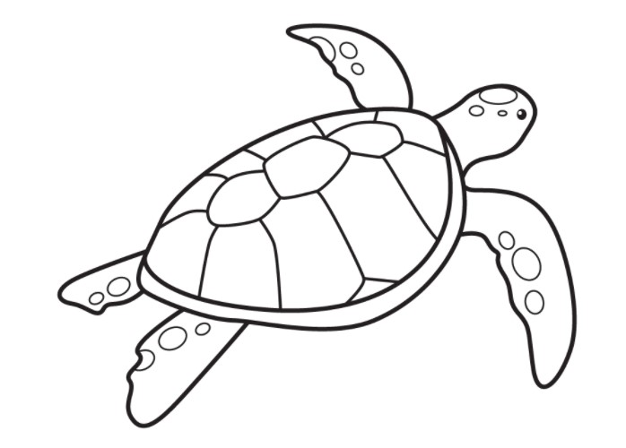 vẽ con rùa 9