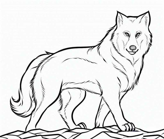 vẽ chó sói 19