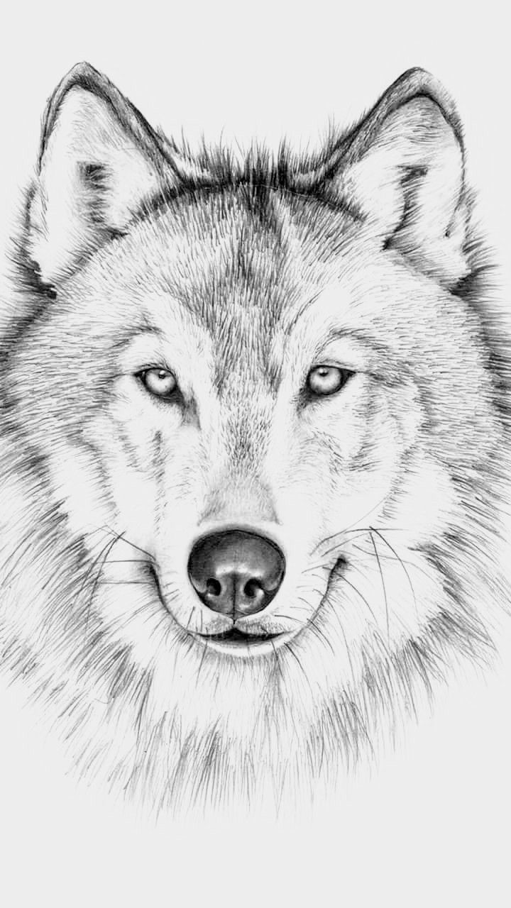 vẽ con sói 21
