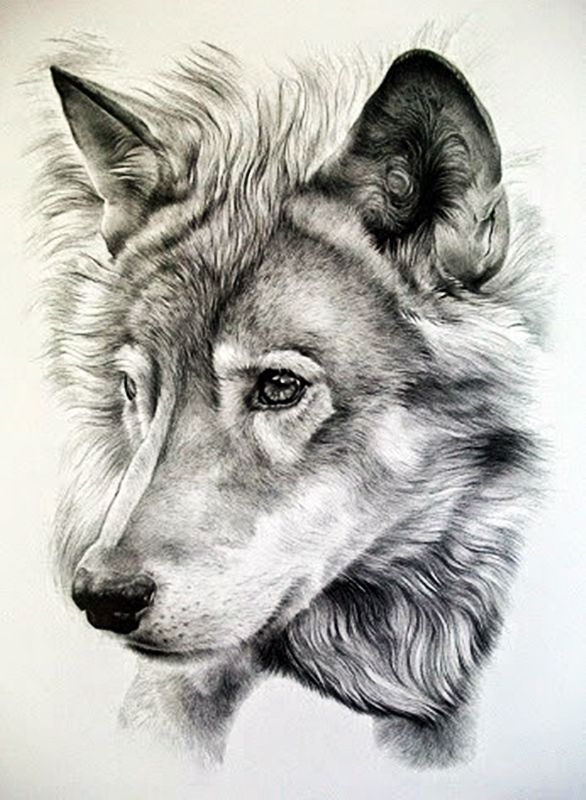 vẽ con sói 23