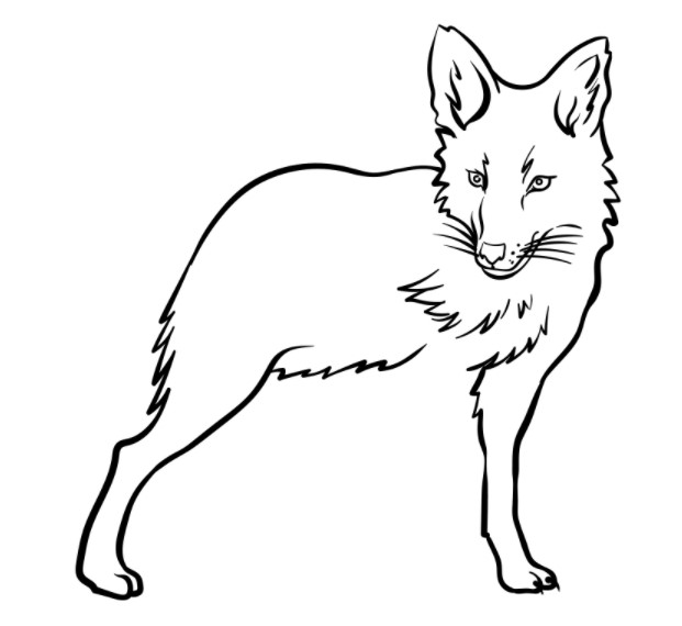 vẽ con sói 3