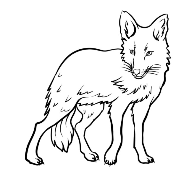 vẽ con sói 5