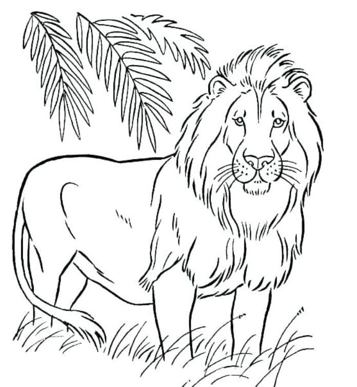 vẽ 16. sư tử