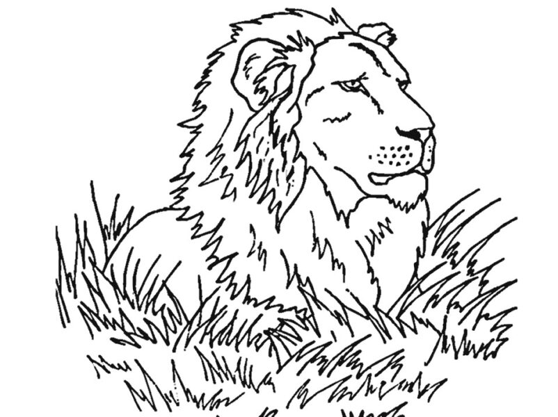 vẽ con sư tử 17