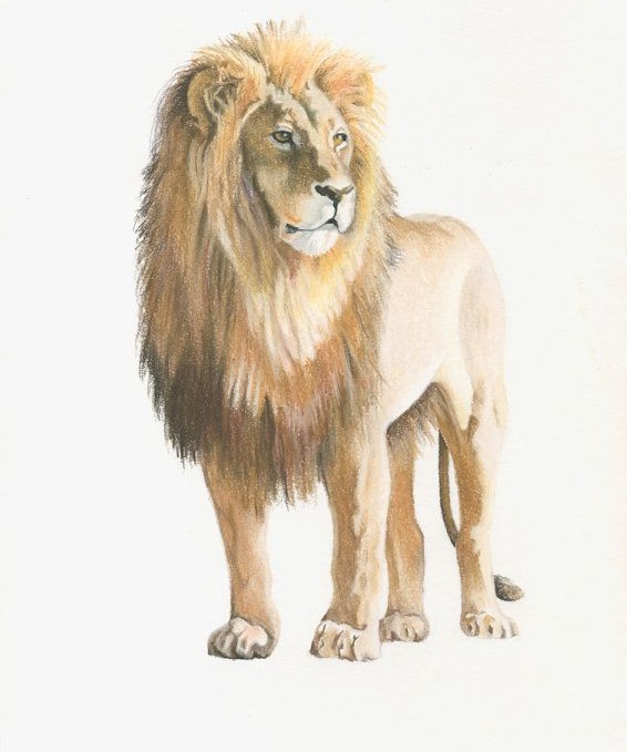 vẽ con sư tử 24