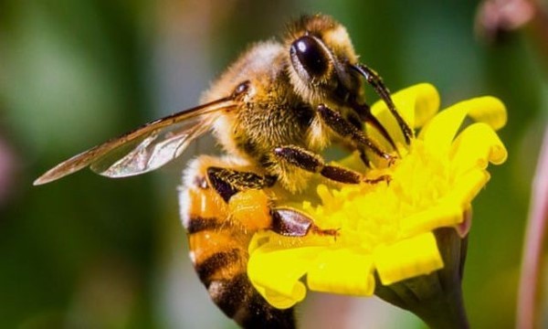 Vai trò của loài ong đối với đời sống của con người