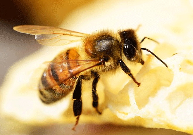 loài ong trong cuộc sống