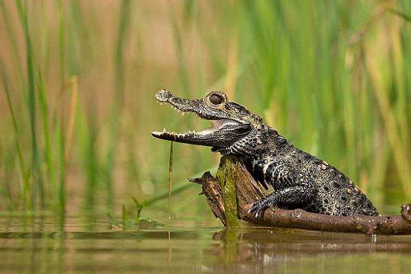 ý nghĩa loài cá sấu trong phong thủy