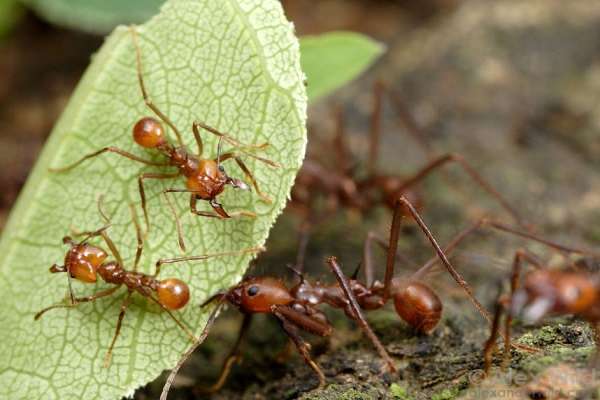 đặc điểm của loài kiến