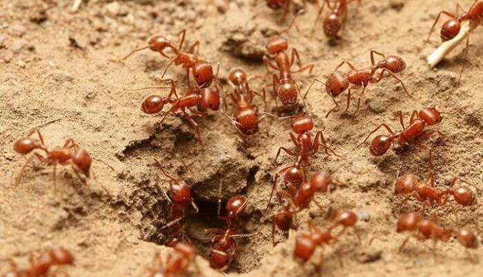 ý nghĩa loài kiến làm tổ trong nhà
