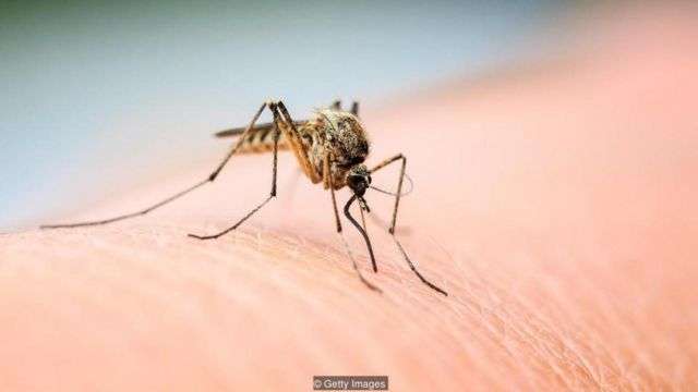 loài muỗi gây nguy hiểm tới sức khỏe con người