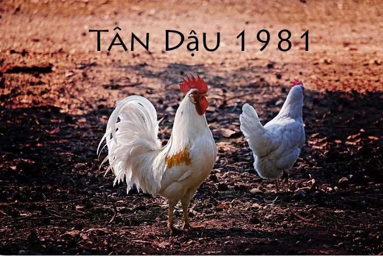 tuoi-tan-dau-sinh-nam-1981-menh-gi-1