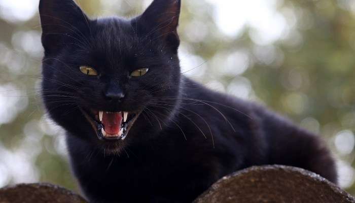 Nằm mơ thấy mèo đen cắn