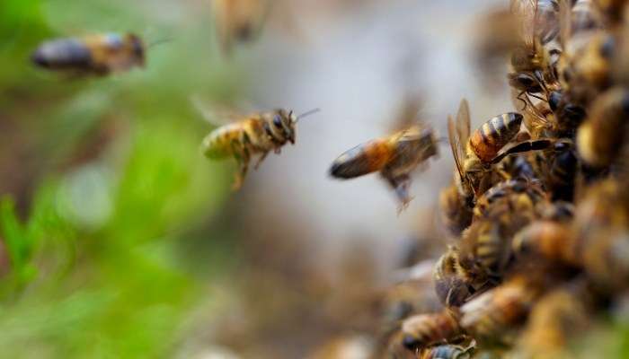 Đàn ong bay vào nhà