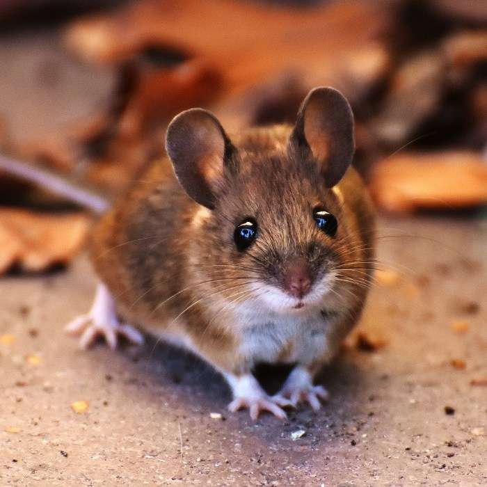 Bị chuột cắn có bình thường không?