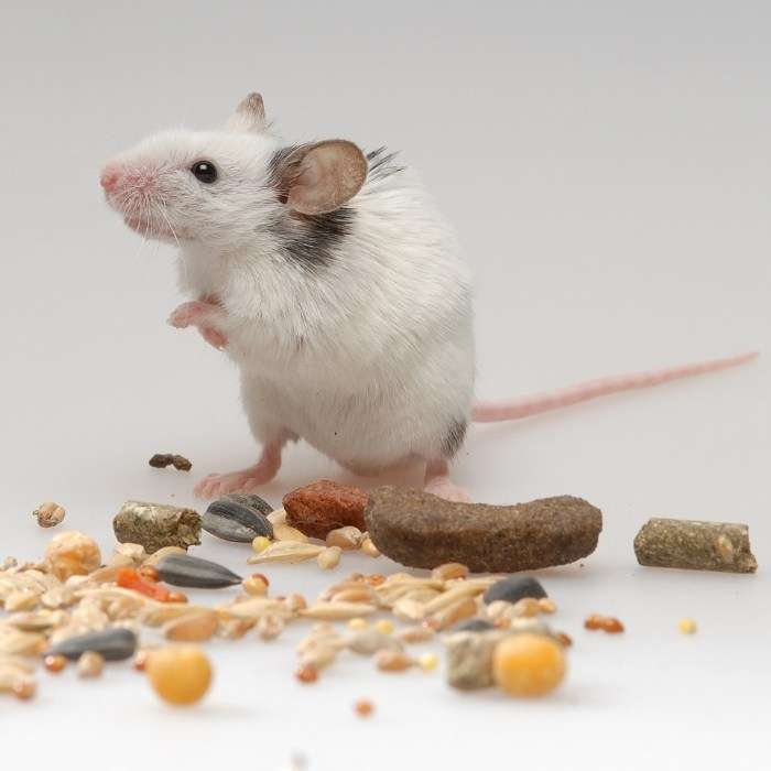Chuột hamster cắn có sao không