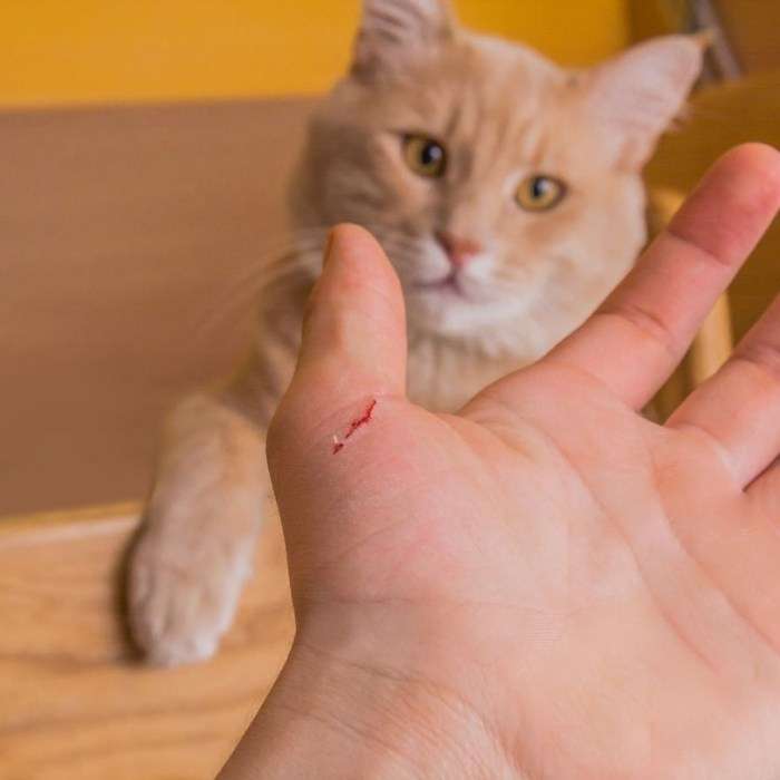 Bị mèo cắn chảy máu có sao không