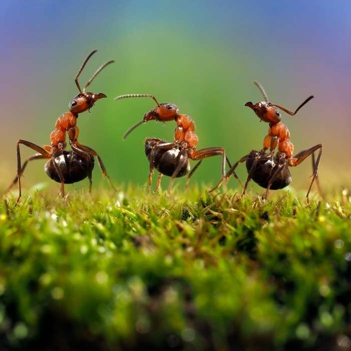 Bị kiến ​​cắn có bình thường không?