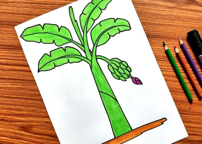 Cách vẽ cây chuối 4