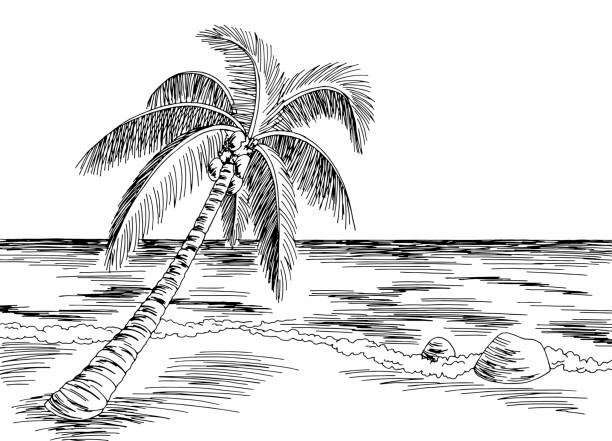 cách vẽ cây dừa 15