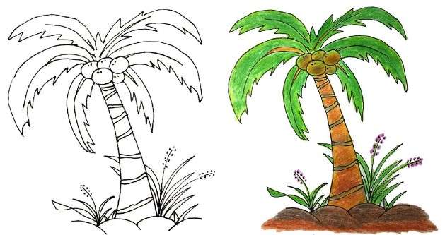 cách vẽ cây dừa 9