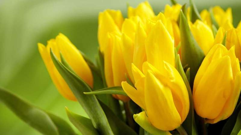 ý nghĩa hoa tulip 4