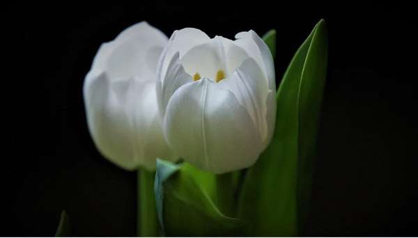 ý nghĩa hoa tulip 5