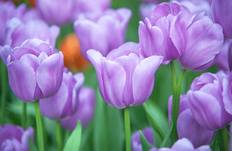 ý nghĩa hoa tulip 6