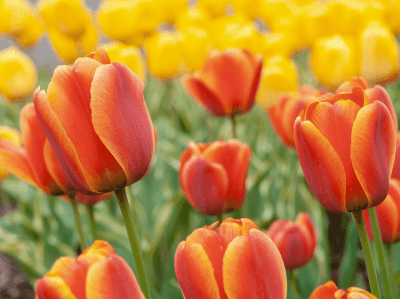 ý nghĩa hoa tulip 9