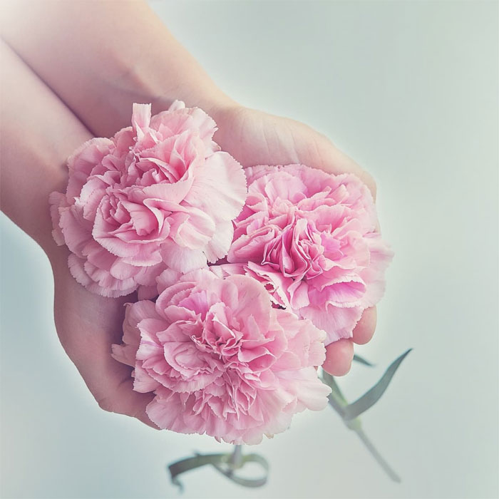 ý nghĩa của hoa cẩm chướng 4